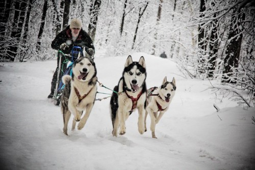 Гонки на собаках в Дзержинске Гонки на собаках в Дзержинске