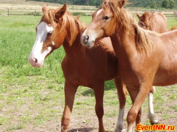  Конный клуб «Серая лошадь»: организация отдыха на лошадях, конный,  экологический и сельский туризм
