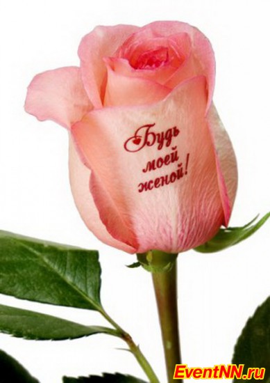 «Говорящие открытки» от компании «Говорящие цветы», цветы,цветы к празднику