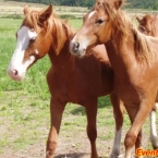  Конный клуб «Серая лошадь»: организация отдыха на лошадях, конный,  экологический и сельский туризм