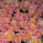 Дисконт Центр Роз: «Самое важное для нас - это свежесть цветка, а не цена!»