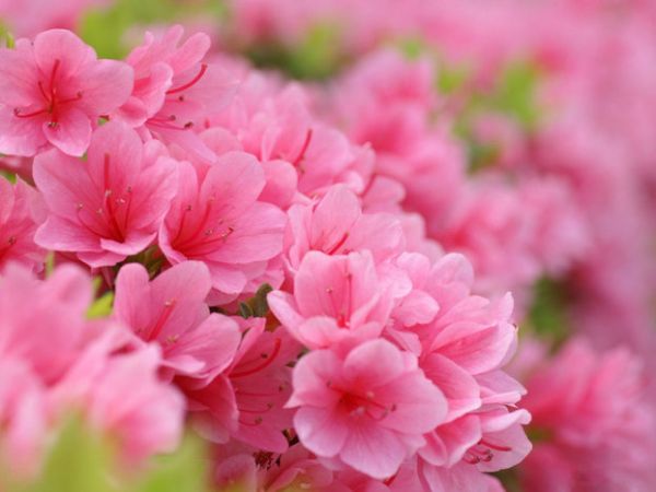 Цветы подарят нижегородкам в День матери