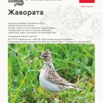 Cемейный праздник птиц